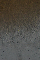 Ramboldia gowardiana