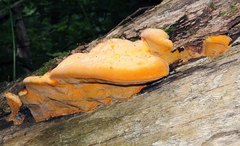 Aurantiporus croceus