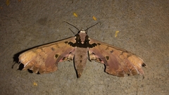 Adhemarius gannascus