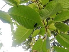 Pyractonema