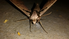 Adhemarius gannascus