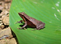 Physalaemus lateristriga