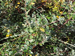 Salix repens