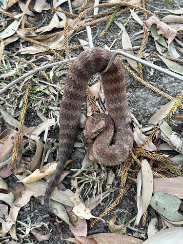Southern Death Adder sighting