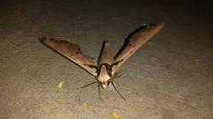 Adhemarius gannascus