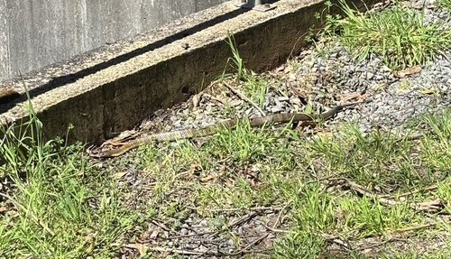 Tiger Snake sighting