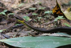Blue Flanked Leaf Litter Snake photo 2