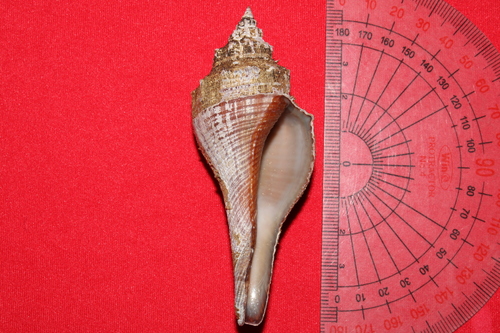 Hemifusus ternatanus observed 2025-08-05