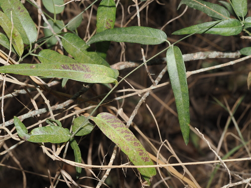 Northern Silkpod (Parsonsia lanceolata)