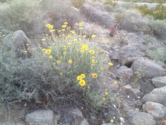 Encelia virginensis