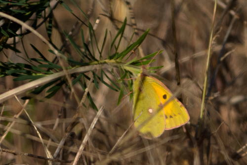 Clouded Yellow