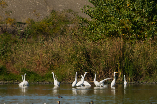 Great Egret