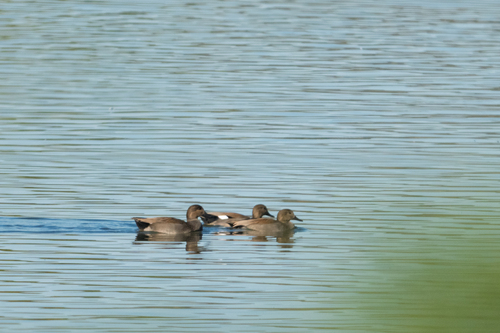 Gadwall