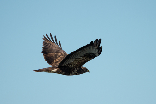 Common Buzzard