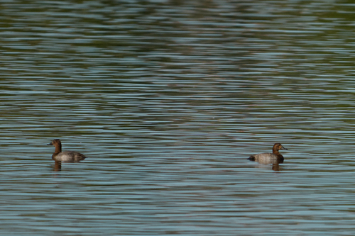 Common Pochard