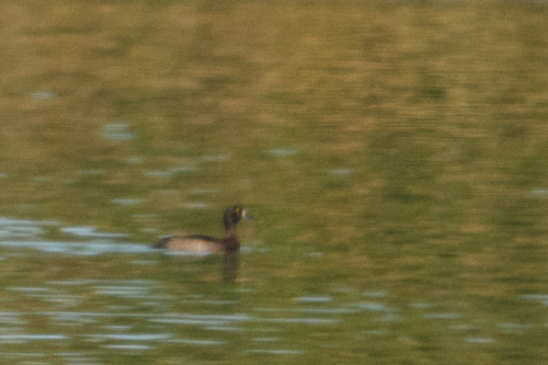 Tufted Duck