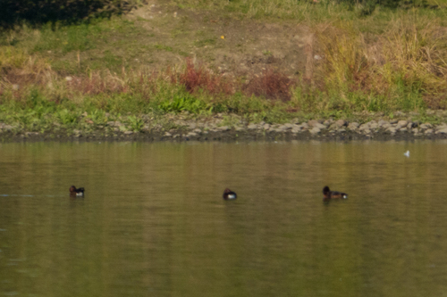 Ferruginous Duck