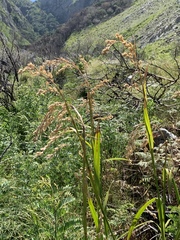 Cymbopogon marginatus