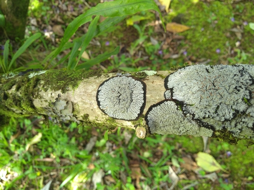 Lepidocollema marianum