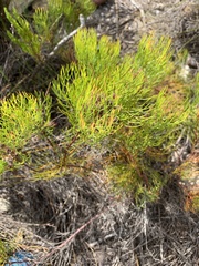 Serruria inconspicua