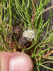 Serruria inconspicua