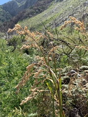 Cymbopogon marginatus