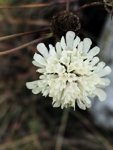 Cream Scabious (Scabiosa ochroleuca)