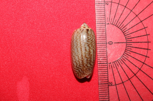 Oliva miniacea marrati, 2025-08-05