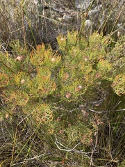 Serruria inconspicua