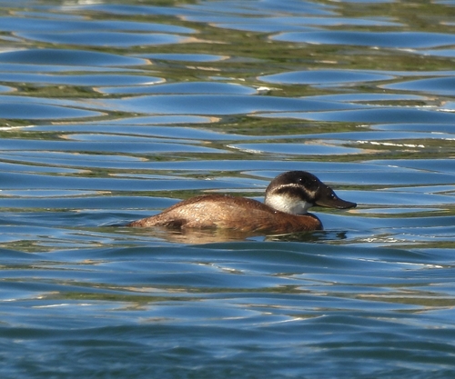 Malvasía cabeciblanca (Oxyura leucocephala)