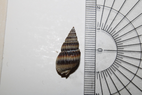 Nassarius livescens observed 2025-10-15