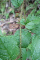 Rubus wallichianus