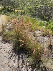 Cymbopogon marginatus