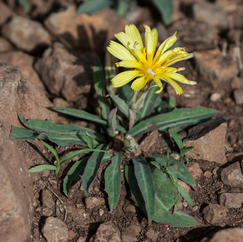 Launaea rueppellii