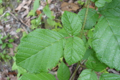 Rubus wallichianus