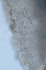 Pertusaria subambigens