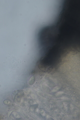 Pertusaria subambigens