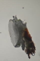 Pertusaria subambigens