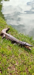 Crocodylus moreletii