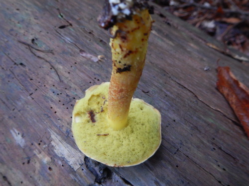 Smoothish-stemmed bolete