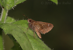 Cymaenes odilia