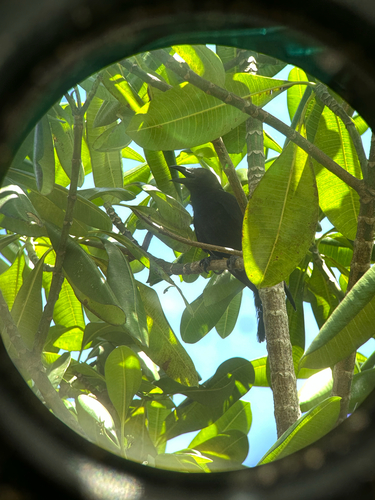 Mariana Crow (Corvus kubaryi)