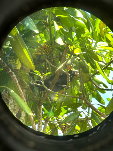Mariana Crow (Corvus kubaryi), photo 2