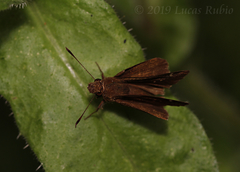Cymaenes odilia