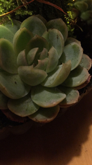 Echeveria elegans