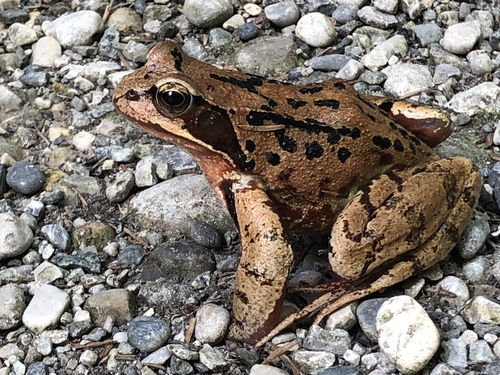 European Common Frog, photo 7 of 7