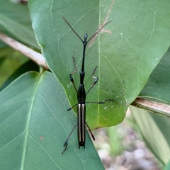 Ithystenus hollandiae