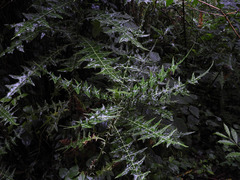 Acanthus polystachyus