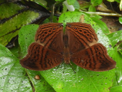 Junonia gregorii