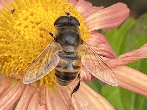 Unknown species found near Buckland, MA, USA